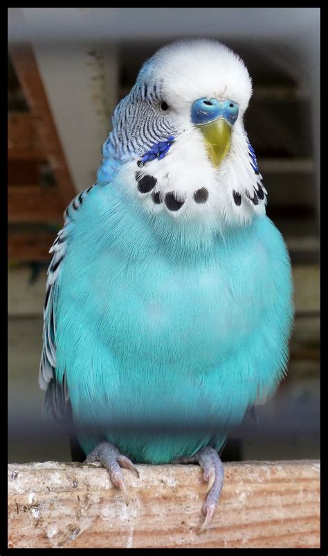 Photo Budgerigar Aka Parakeet Turquoise Always Had One