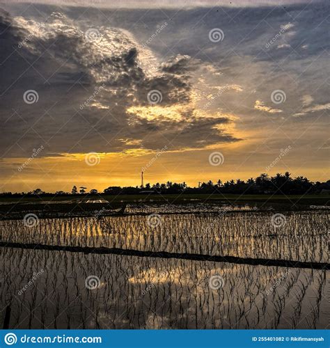 Sunset Photo In The Rice Field Stock Photo Image Of Sunrise Ocean