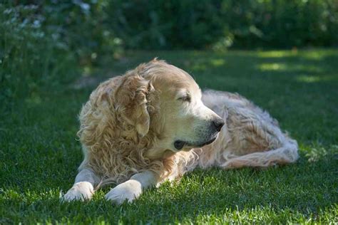Curly Haired Golden Retriever Home Design Ideas