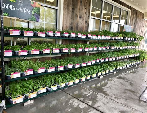 Lowes Foods in Bermuda Run now has Bonnie Plants Veggies & Herbs! Stop