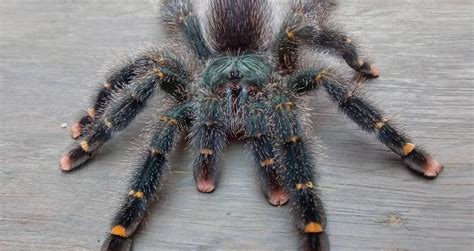 If your t's abdomen is rather small or rather fat, you can judge. Avicularia avicularia (Pink Toe Tarantula) - Care Sheet