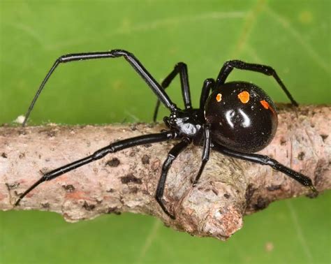 23 Common Spiders In Kentucky Pictures And Identification