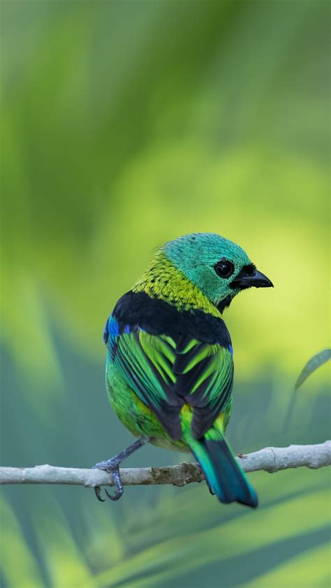 Green-headed tanager (Tangara seledon), Serra do Mar State Park, São