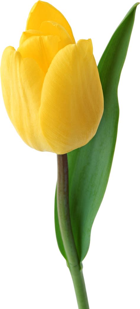 Yellow Tulip Png Image Transparent Image Download Size 1243x2742px
