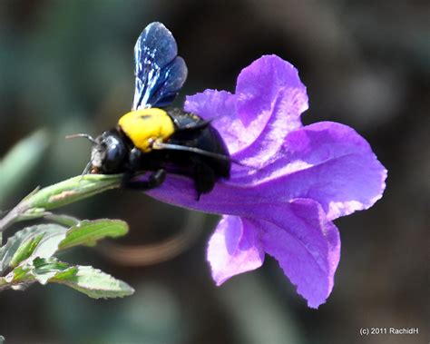 Dsc0060 Carpenter Bee ~ Xylocopa Sp ~ Abeille Charpentiè Flickr