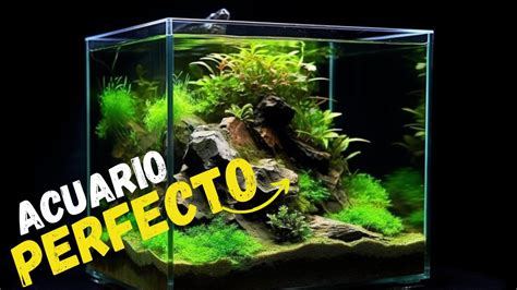 Consejos Basicos Para Montar Tu Acuario Pasos Que Debes Saber Youtube