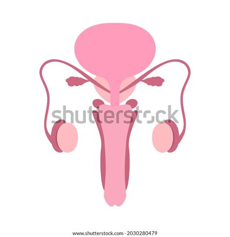 Reproductive System Images Search Images On Everypixel
