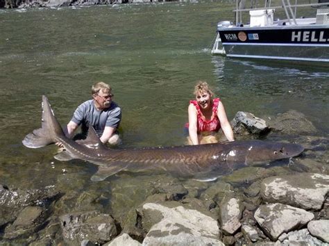 Video Worlds Biggest Sturgeon Ever Caught Fish River Monsters