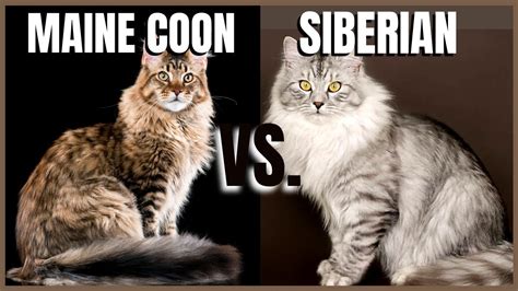 Siberian Forest Cat Size