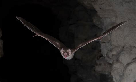 For Vampire Bats To Live On Blood It Takes Guts The New York Times