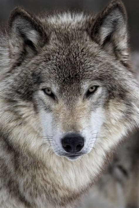 1198 Best Images About Wolves On Pinterest Wolves A