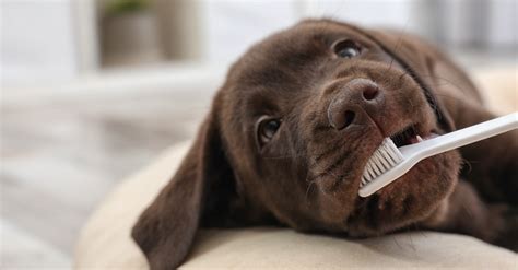 Cómo limpiar los dientes de un perro | Blog Verdecora