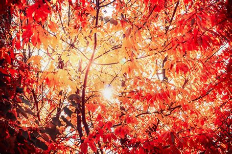Red Sunny Autumn Leaves In Backlight Fall Nature Background Border