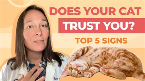 Top 5 Signs Your Cat Trusts You According To A Vet Youtube