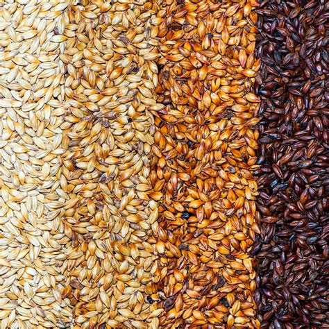 Malting Barley Wisconsin Emerging Crops