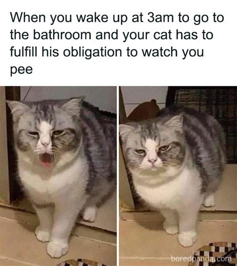 cat owners are making memes about what it s like living with one and they re spot on 109 pics