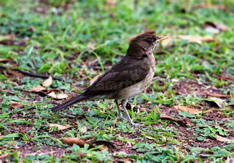 Bird Walking On The Ground Stock Image Image Of Colorful 50395973