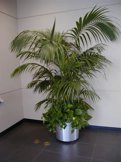 If you're slightly out of the houseplant loop, you may ask what is the zz plant? Home And Garden : Kentia Palm