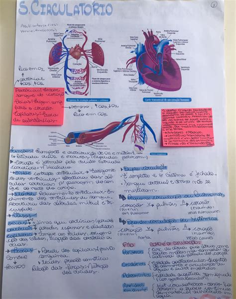 Sistema Circulatório Sistema Circulatório Sistema Circulatorio
