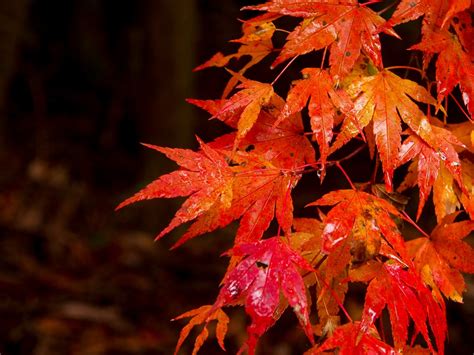 Free Images Branch Flower Valley Red Autumn Japan Kumamoto