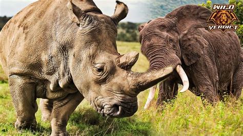 African Elephant Vs Rhinoceros Wild Verdict
