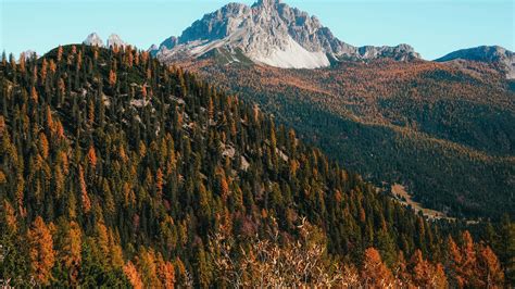 2560x1440 Forest Mountains And Landscape Fall 1440p Resolution