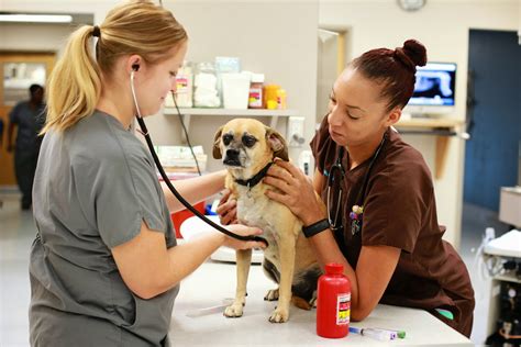 St Pet Veterinary Centers Blog Get To Know Dr Kristie Stanton