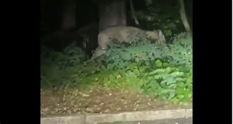 Lion Roaming In Berlin Video