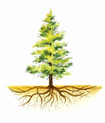 Roots Pine Tree Root System Illustration Painting