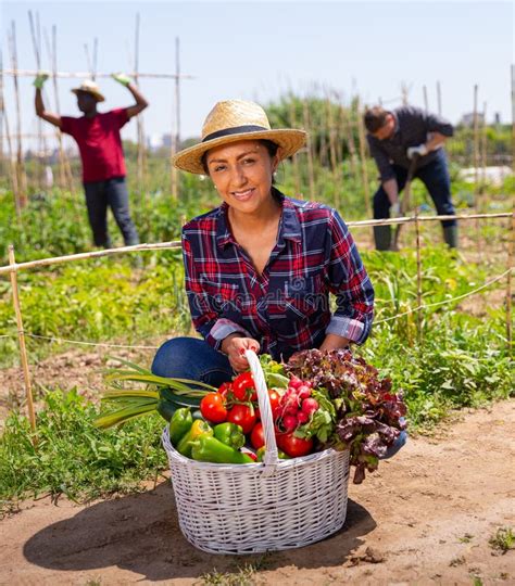 Woman Gardener Holding Basket With Harvest Of Fresh Vegetables Stock