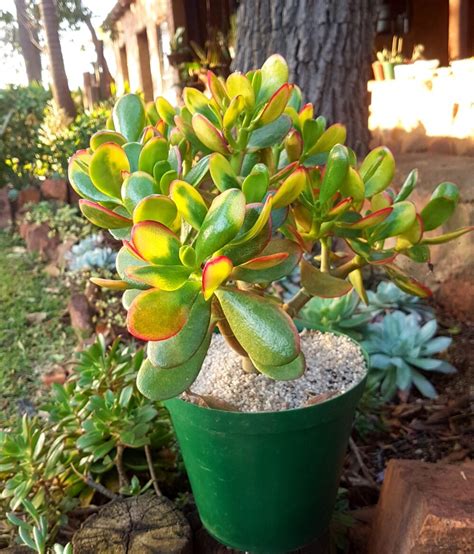 golden jade plant lucky plant money tree crassula ovata ‘hummel s sunset succulent shop