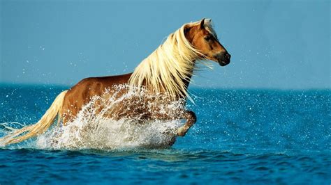 Brown Horse With White Hair Is Walking On Sea Water Hd Horse Wallpapers