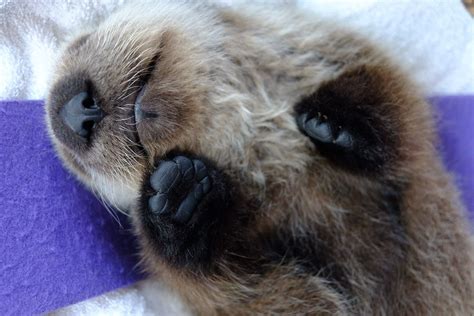 Pin By Kelly Mackay On Animals I ♥️ Baby Sea Otters Sea Otter Cute