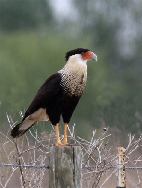 Texas, spread wings, gulf coast states, santa clara ranch, south texas, crested caracara, mccook, 168810085. fred walsh photos: Crested Caracara