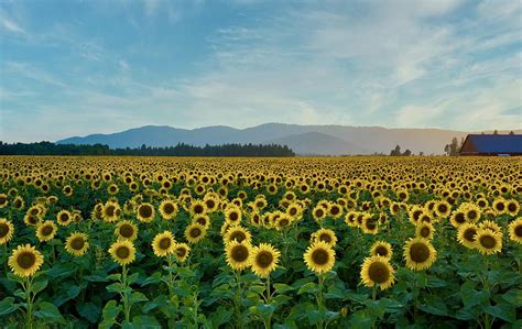 Sunflowers Forever Photograph By Lynn Hopwood Fine Art America