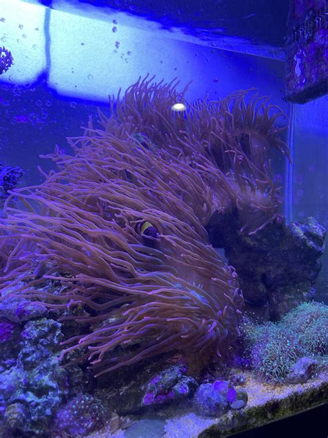 [FS] - Edison, New Jersey - $25/each - rose bubble tip anemones - local