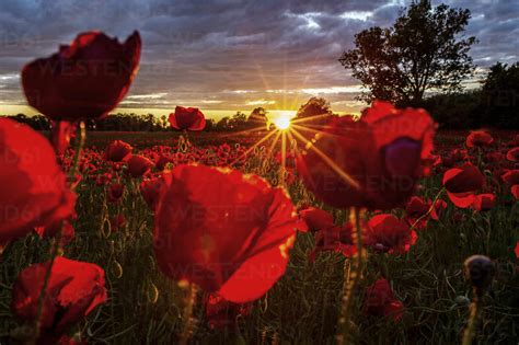 Red Poppies Growing In Field At Sunset Stock Photo