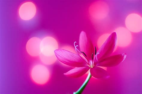 Free Images Blossom Bokeh Plant Flower Petal Pink Close Up Art Lights Macro