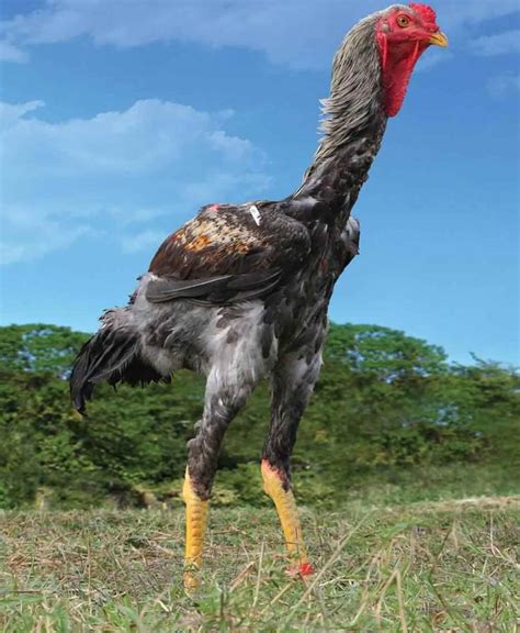Raça De Galinhas Grandes