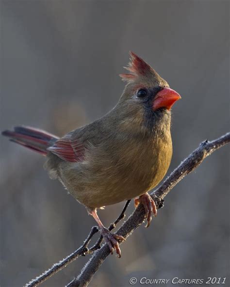 Country Captures Side Light Female Cardinal