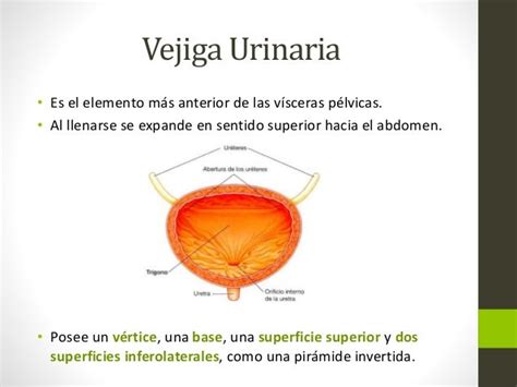 Anatomia De Uréteres Vejiga Y Uretra