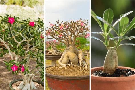 Unlock The Secrets To Successful Desert Rose Care A Step By Step Guide Receitinhas Da Vovó Ana
