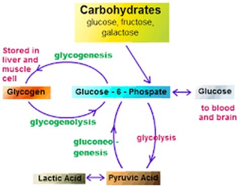 Alongside fat and protein, carbohydrates are one of the three macronutrients in our diet with their main function being to provide energy to the body. CARBOHYDRATE METABOLISM - Welcome to Bio Stud...