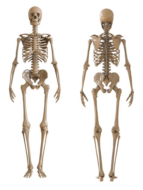 Premium Photo Skeleton Front And Rear View