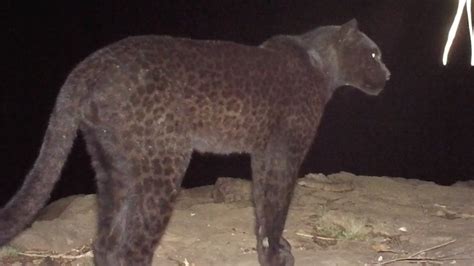 Black Leopard Spotted In Africa For The First Time In A Century