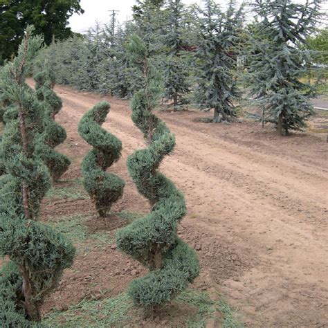 Bountiful Farms Topiary Collection