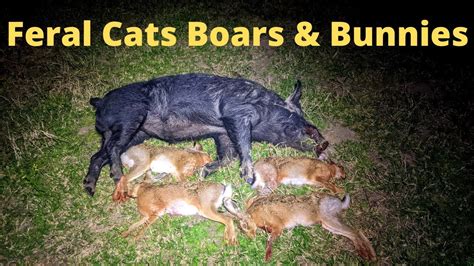 Shooting Feral Cats Boars And Bunnies Youtube