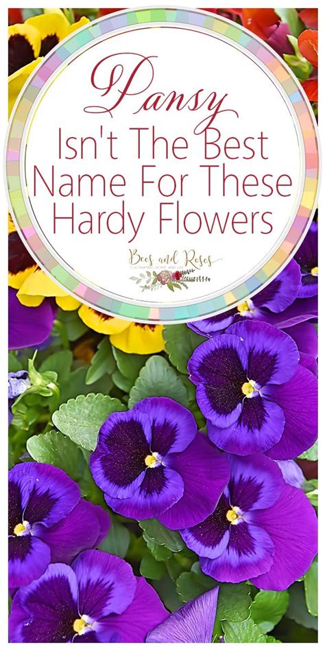 Pansy Isnt The Best Name For These Hardy Flowers ~ Bees And Roses