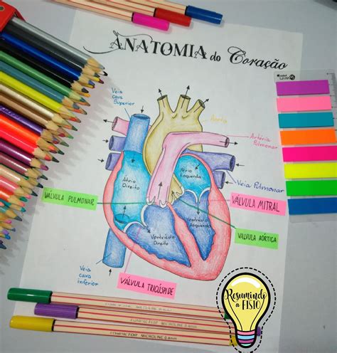 Anatomia E Fisiologia Humana Pdf Enfermagem