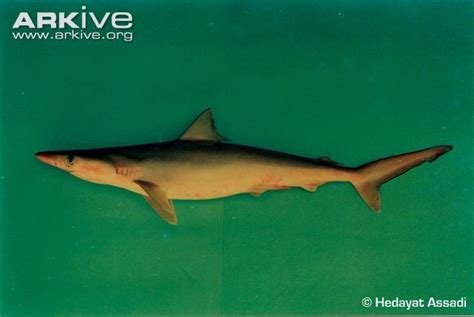 Hardnose Shark Alchetron The Free Social Encyclopedia